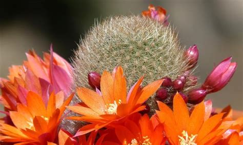 仙人球开花寓意|仙人球花语的象征与寓意（探索仙人球花背后的深刻寓意）